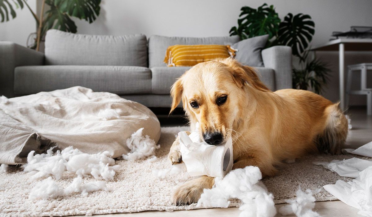 dog-anxiety-destructive-behavior-home