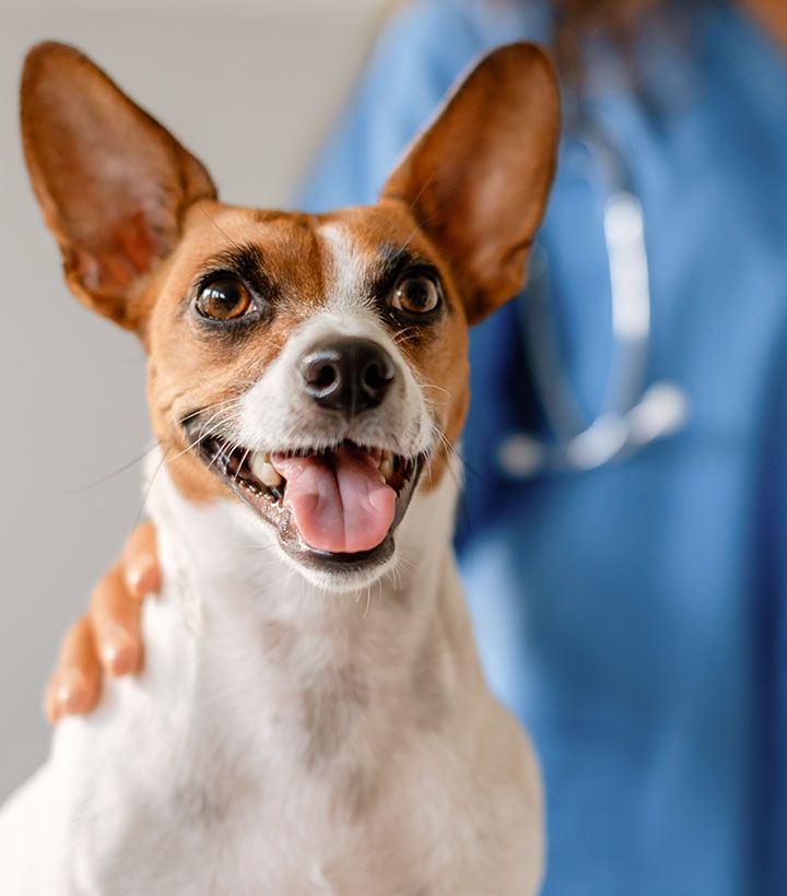 happy dog with vet