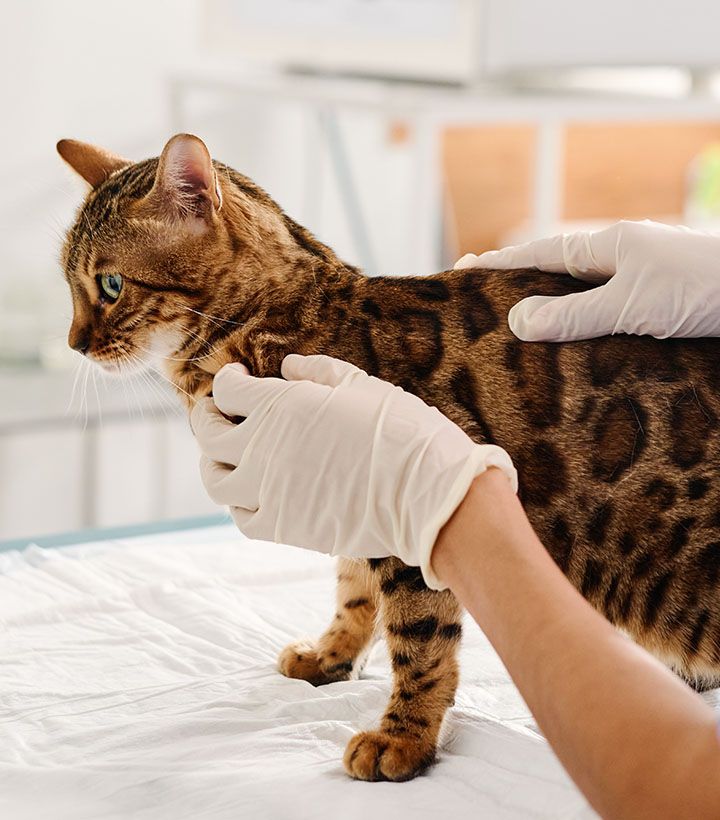 bengal cat at vet