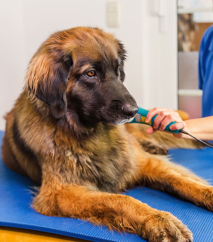 dog receiving medical treatment at vet