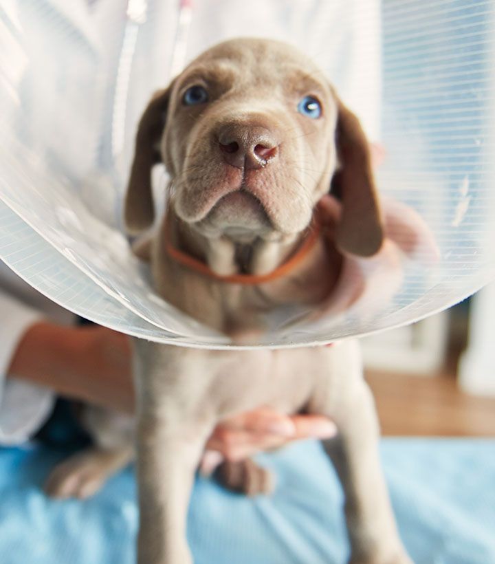 ill dog wearing surgical collar