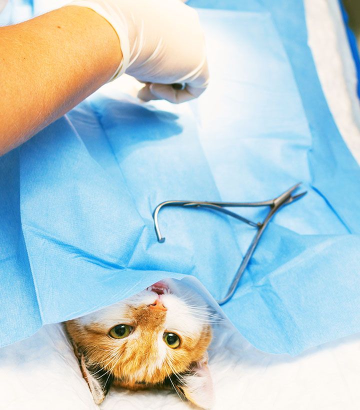 veterinarians doing surgical operation to cat