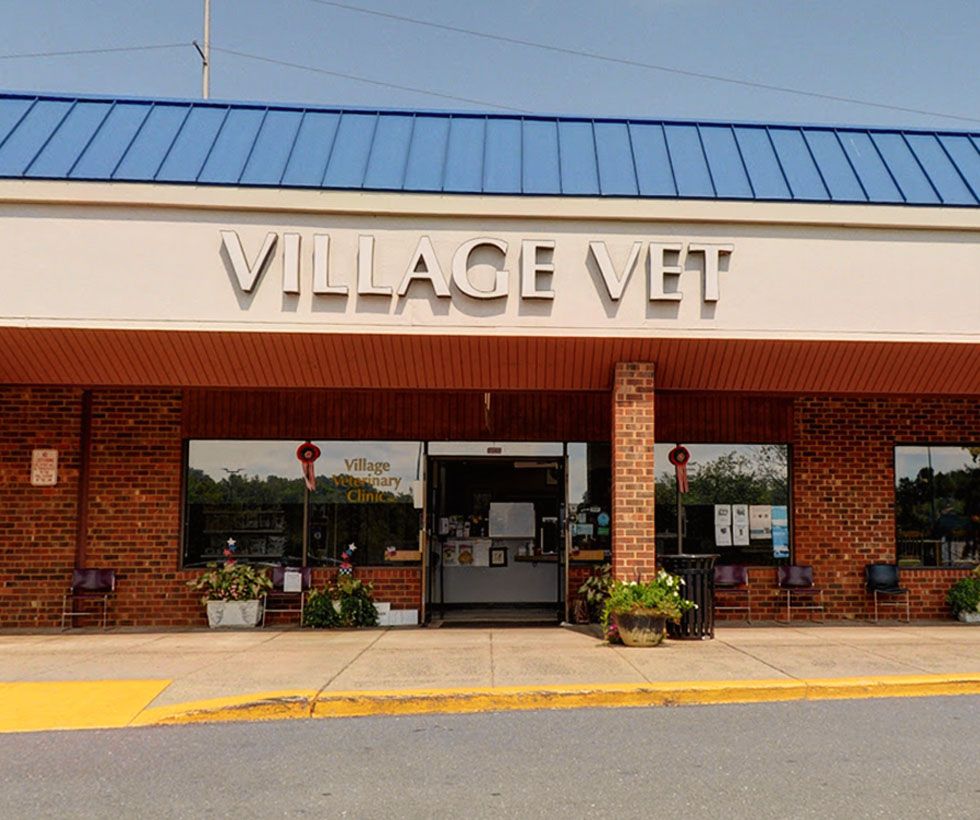 Full Serices Veterinary Clinic in Burke