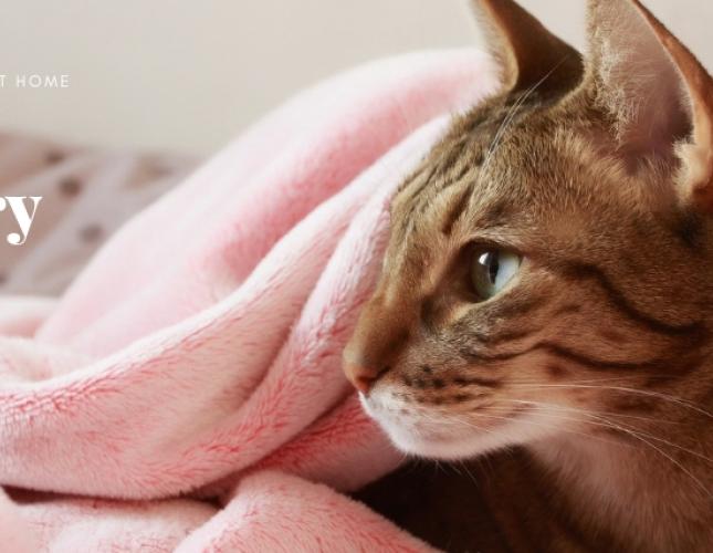 Photo of a cat resting while wrapped in blankets