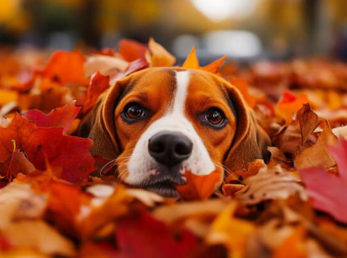 The Benefits of Preventive Health Screenings for Pets in Fall