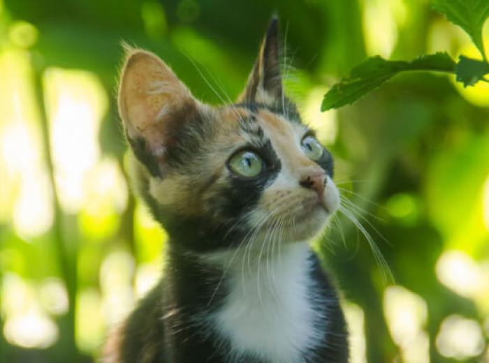Understanding the Causes of Ear Infections in Dogs and Cats