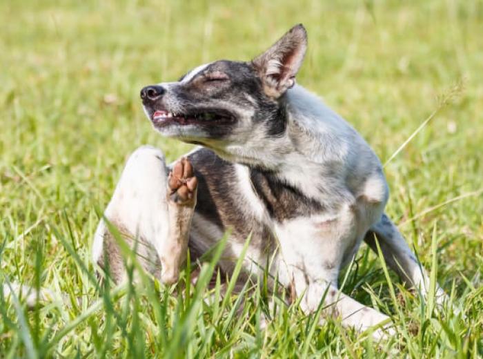 Preventing Pests: The Importance of Flea and Tick Prevention