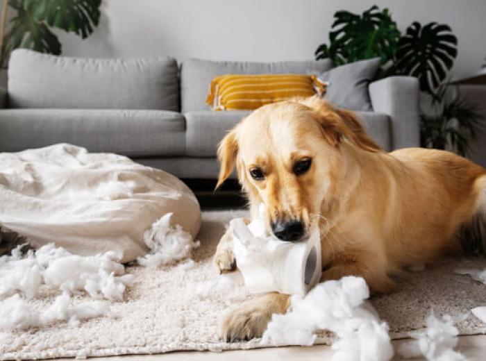 Easing Dog Anxiety: A Guide for Concerned Pet Parents