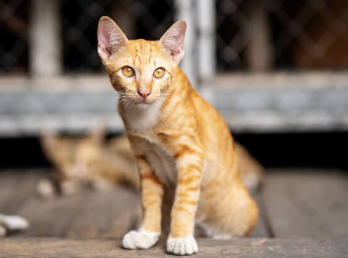 Kindness Starts Here: Essential Health Tips for New Cat Parents