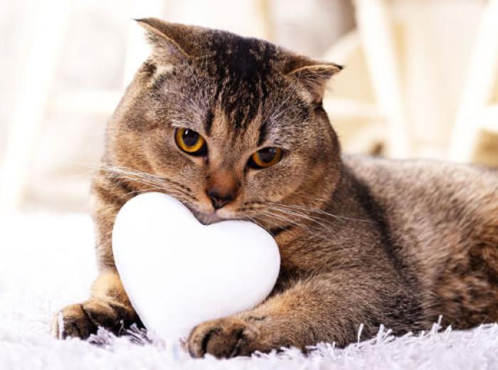 Heart Health in Pets: Recognizing Early Signs of Heart Disease