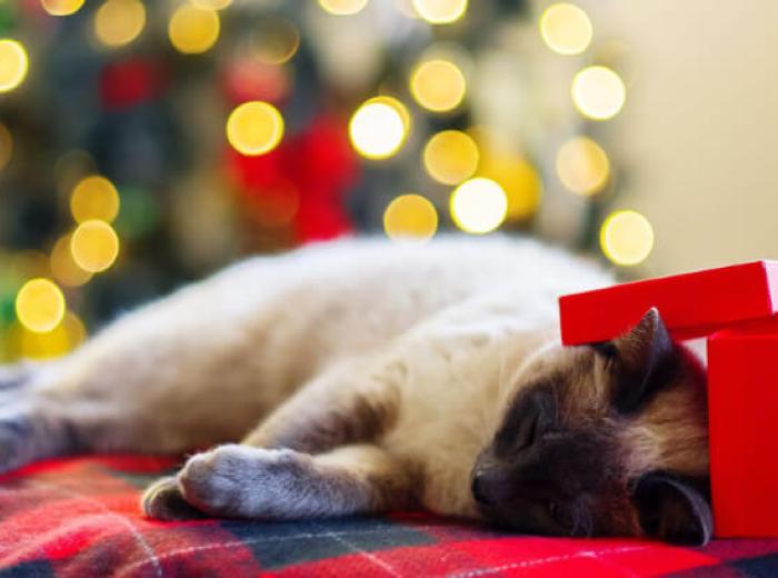 Could Your Pet Have Hidden Cancer Signs? What to Look for and When to Act