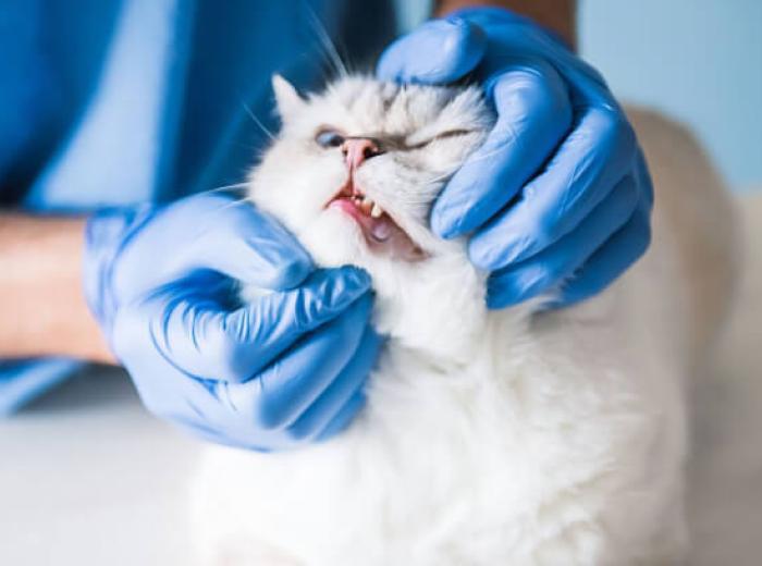 Understanding Pet Dental Health:The Risks of Gum Disease