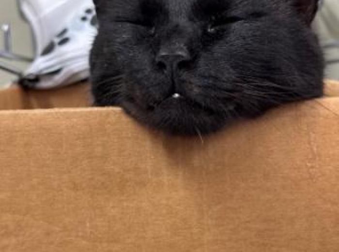 5 Tips For Finding Your Lost Cat and How to Prevent This Tragedy