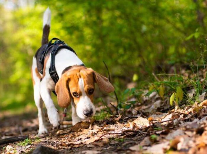 Are Acorns Dangerous for Dogs?