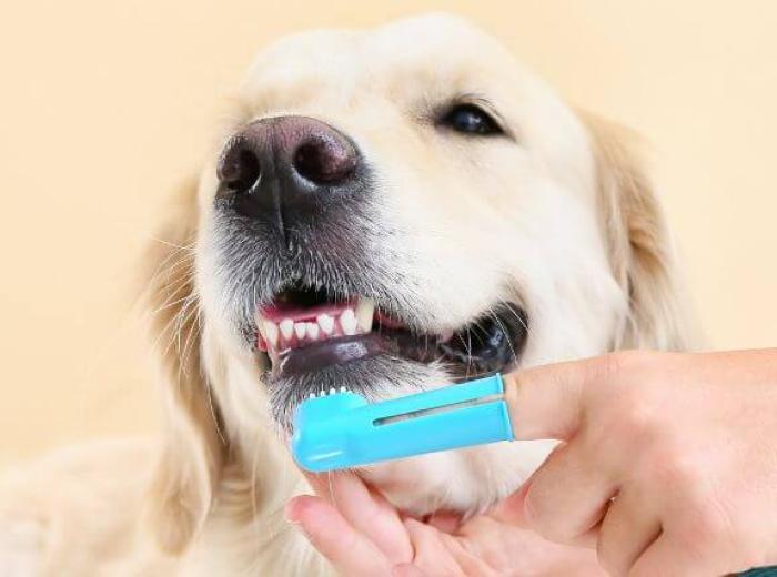 At-Home Dental Care for Pets: Preventing Periodontal Disease in Dogs and Cats