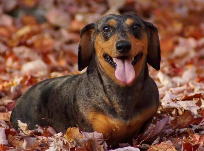 Can Mold and Damp Leaves Affect Pets’ Breathing or Skin?