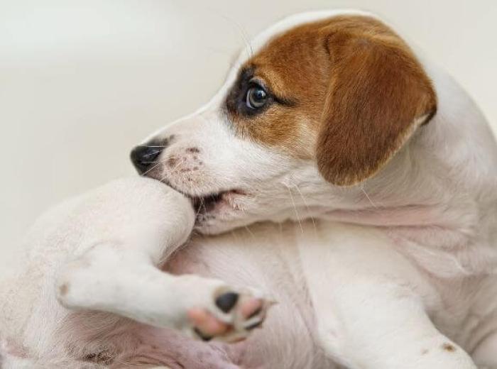 Hot Spots vs. Ringworm vs. Bug Bites: What’s on My Dog’s Skin?