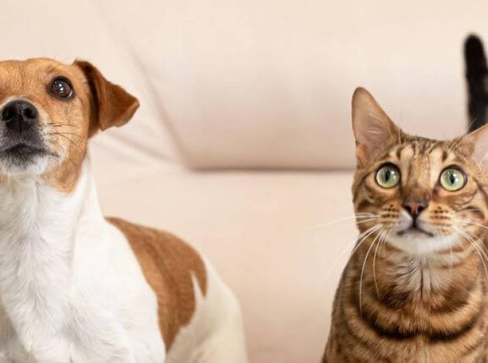 Periodontal Disease in Pets: Signs, Treatment, and Dental Care Tips for Dogs and Cats