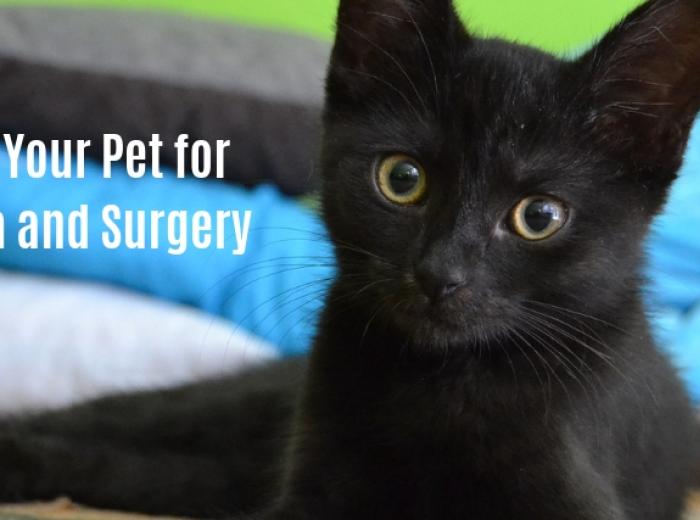Preparing Your Pet for Anesthesia and Surgery