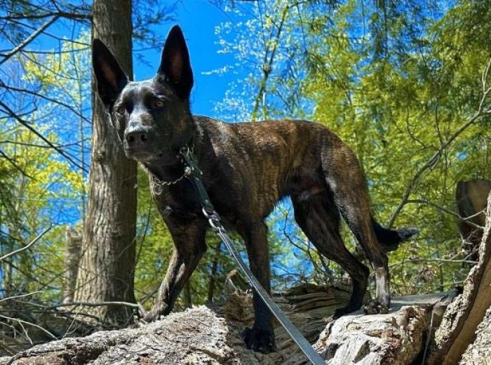 Thunder, Heat, & Hairy Situations: Spring & Summer Pet Preparedness