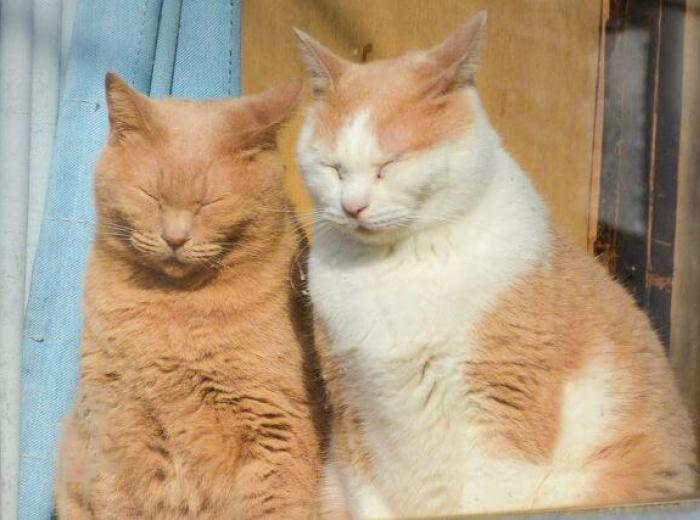 Tips for Introducing Cats to One Another