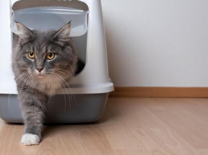 Urinary Blockage in Male Cats: Why This Is an Emergency