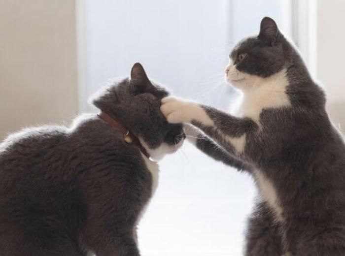 When a Cat or Dog Bite Wound Needs Urgent Veterinary Care