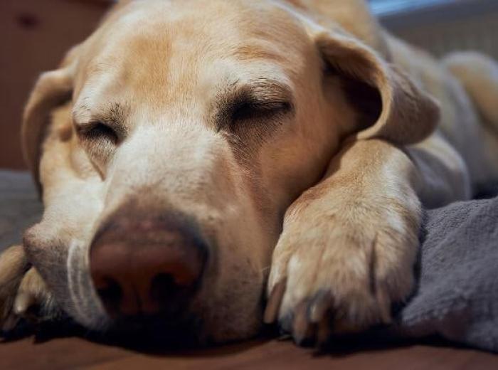 Why Do Senior Pets Seem More Confused at Night When the Days Get Shorter?